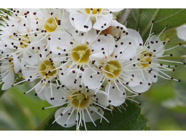 Physocarpus opulifolius (Common ninebark) #30819