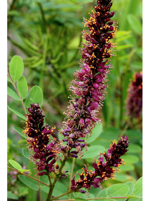 Amorpha fruticosa (Indigo bush) #30821