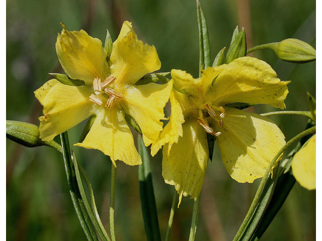 Lysimachia quadriflora (Fourflower yellow loosestrife) #30826
