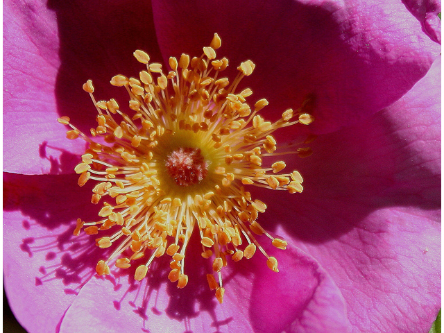 Rosa palustris (Swamp rose) #30833