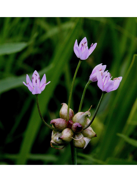 Allium canadense (Meadow garlic) #30840