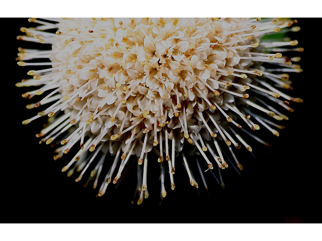 Cephalanthus occidentalis (Common buttonbush) #30849