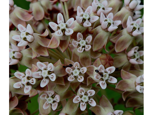 Asclepias syriaca (Common milkweed) #30862