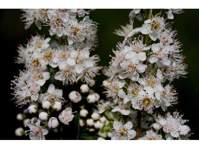 Spiraea alba (White meadowsweet) #30876