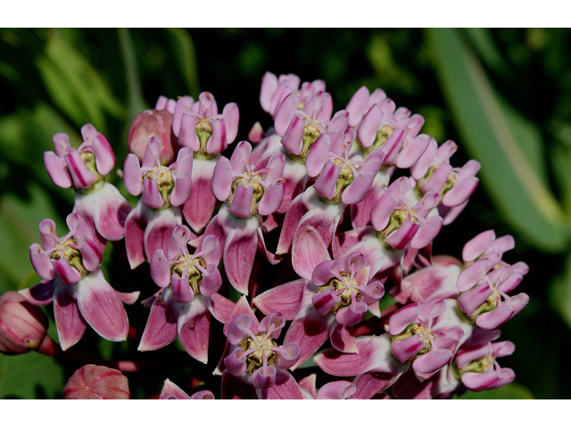 Asclepias sullivantii (Prairie milkweed) #30877