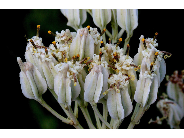 Arnoglossum plantagineum (Groovestem indian plantain) #30886