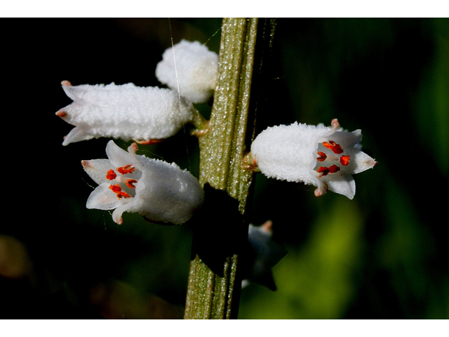 Aletris farinosa (White colicroot) #30887