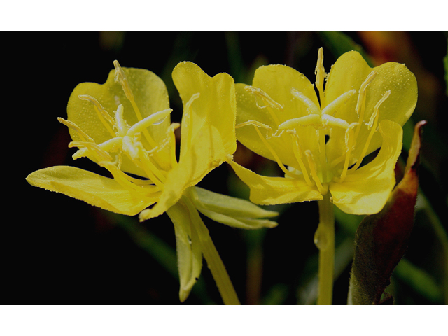 Oenothera parviflora (Northern evening-primrose) #30904