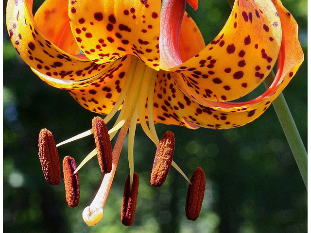 Lilium michiganense (Michigan lily) #30914