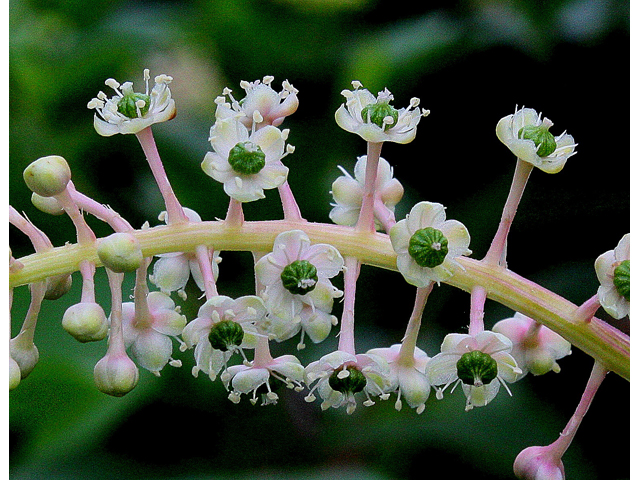 Phytolacca americana (American pokeweed) #30929