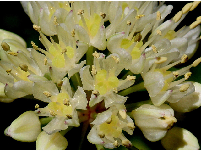 Allium tricoccum (Wild leek) #30930