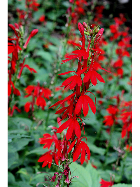 Lobelia cardinalis (Cardinal flower) #30936
