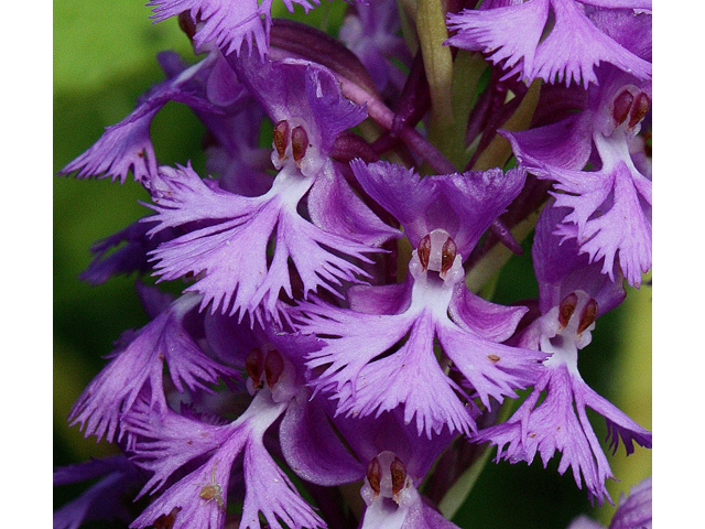 Platanthera psycodes (Lesser purple fringed orchid) #30950