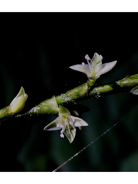 Polygonum virginianum (Jumpseed) #30957