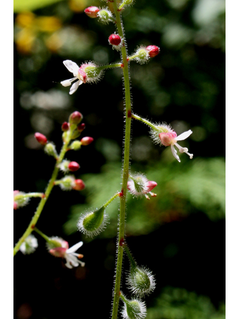 Circaea lutetiana ssp. canadensis (Broadleaf enchanter's nightshade) #30970