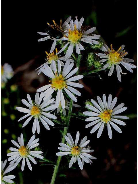Symphyotrichum ericoides (White heath aster) #30982