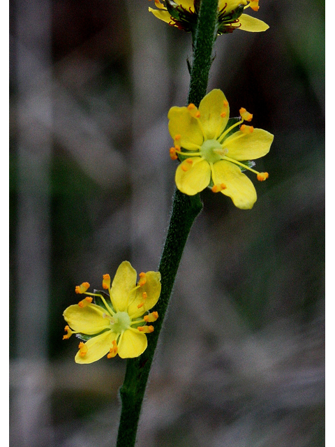 Agrimonia pubescens (Downy agrimony) #30985