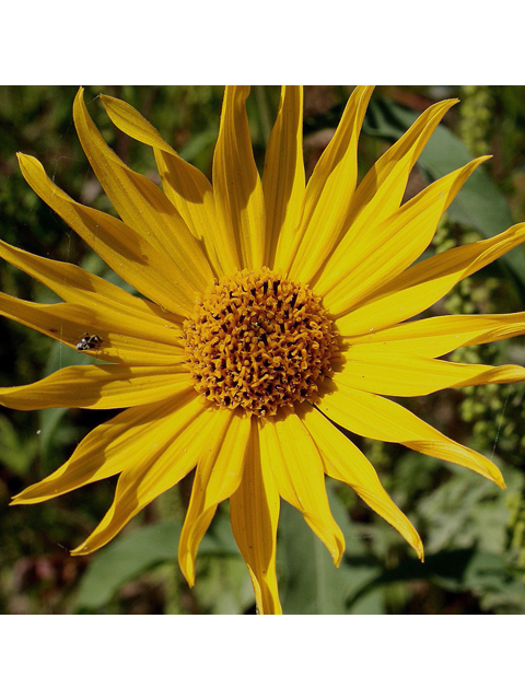 Helianthus maximiliani (Maximilian sunflower) #31000