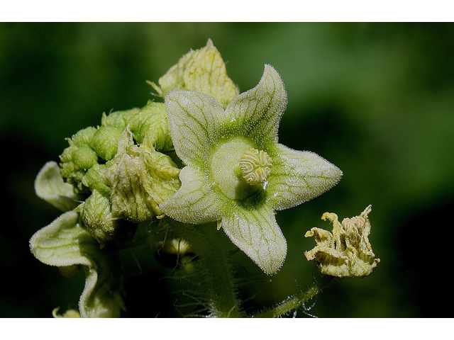 Sicyos angulatus (One-seed burr cucumber) #31001