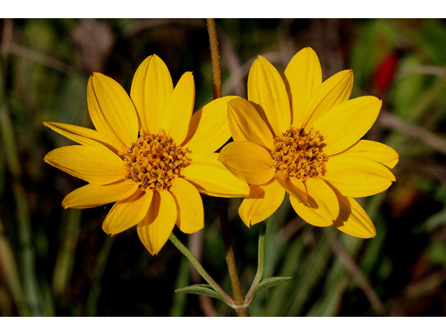 Helianthus occidentalis (Fewleaf sunflower) #31010