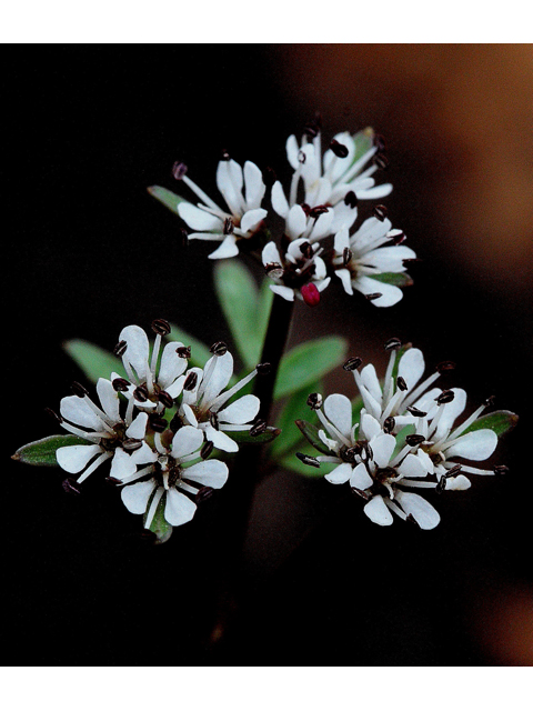 Erigenia bulbosa (Harbinger of spring) #31032