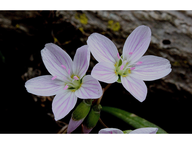 Claytonia virginica (Virginia springbeauty) #31035