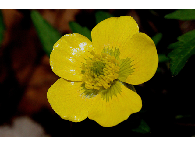 Ranunculus hispidus (Bristly buttercup) #31039