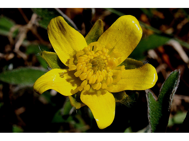 Ranunculus fascicularis (Early buttercup) #31043