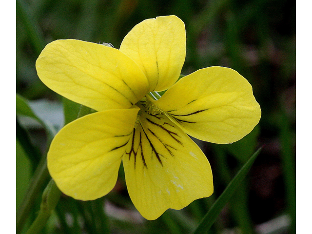 Viola pubescens (Downy yellow violet) #31048