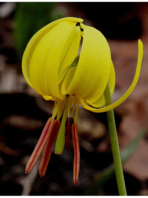 Erythronium americanum (Yellow trout-lily) #31049