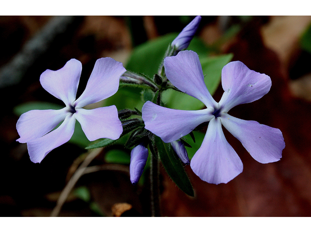 Phlox divaricata (Wild blue phlox) #31050