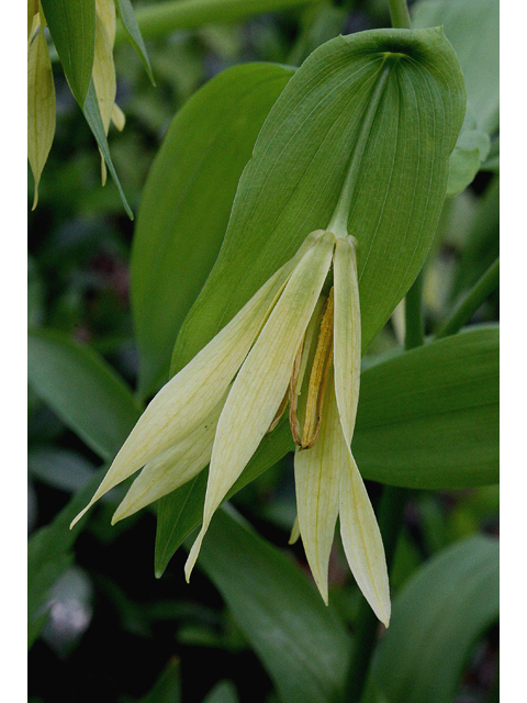 Uvularia grandiflora (Largeflower bellwort) #31051