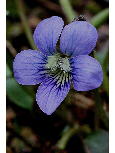 Viola sororia (Missouri violet) #31054