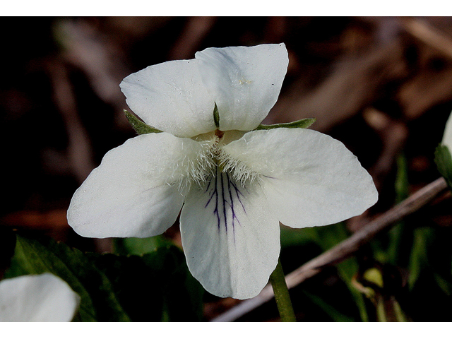Viola striata (Striped cream violet) #31059