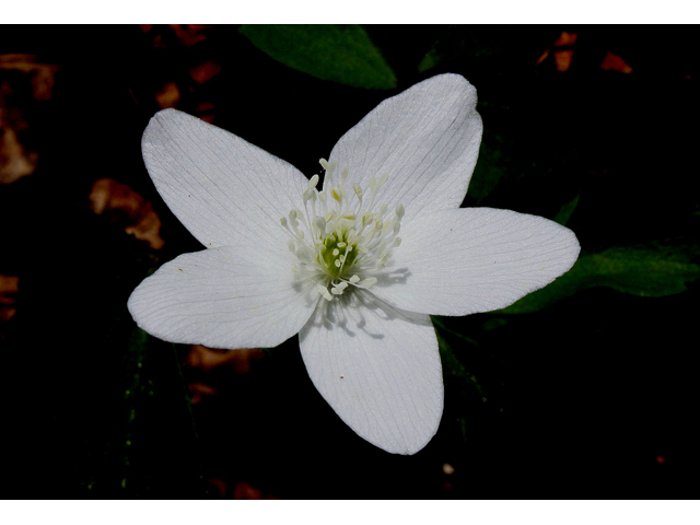 Anemone quinquefolia (Wood anemone) #31062