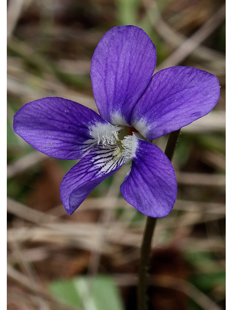 Viola sagittata (Arrowleaf violet) #31064