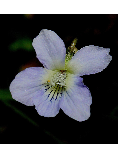 Viola cucullata (Marsh blue violet) #31065