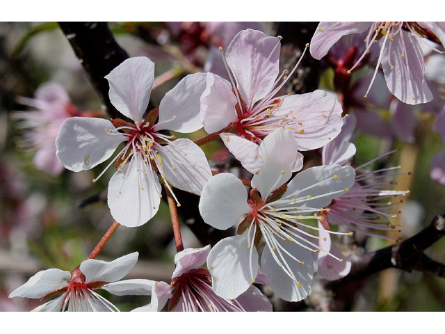 Prunus nigra (Canadian plum) #31069