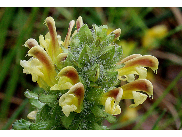 Pedicularis canadensis (Canadian lousewort) #31078