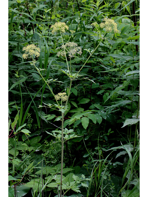 Thaspium barbinode (Hairy-jointed meadowparsnip) #31403