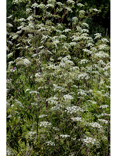 Cicuta maculata (Spotted water hemlock) #31416