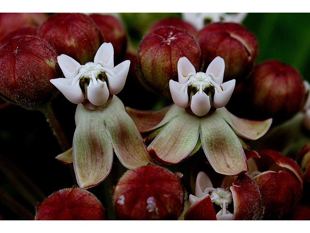 Asclepias syriaca (Common milkweed) #31444