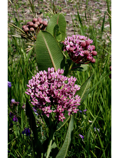 Asclepias sullivantii (Prairie milkweed) #31452