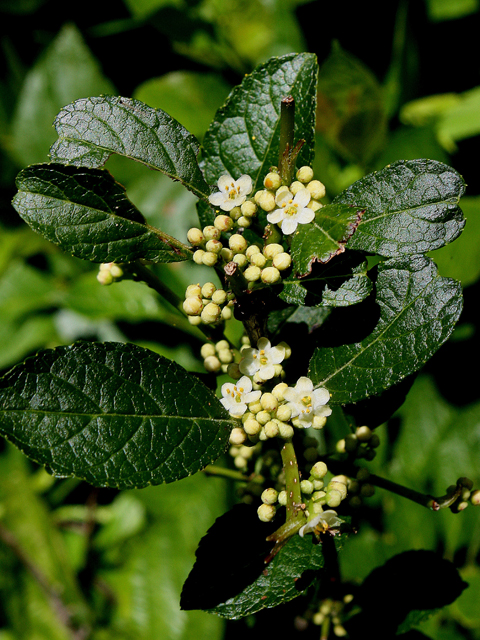 Ilex verticillata (Common winterberry) #31462