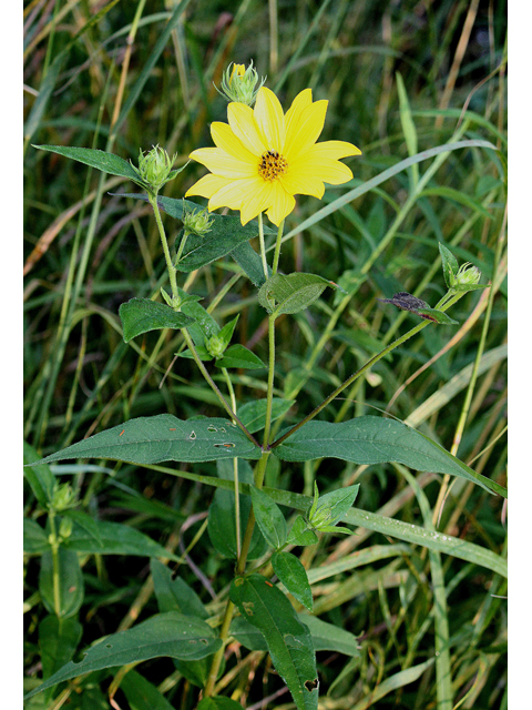 Helianthus hirsutus (Hairy sunflower) #31466