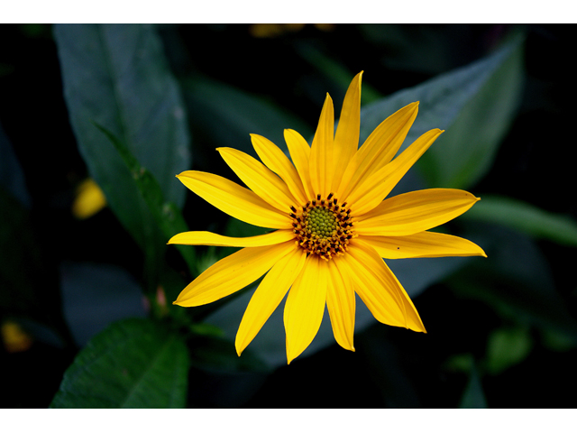 Helianthus decapetalus (Thinleaf sunflower) #31470