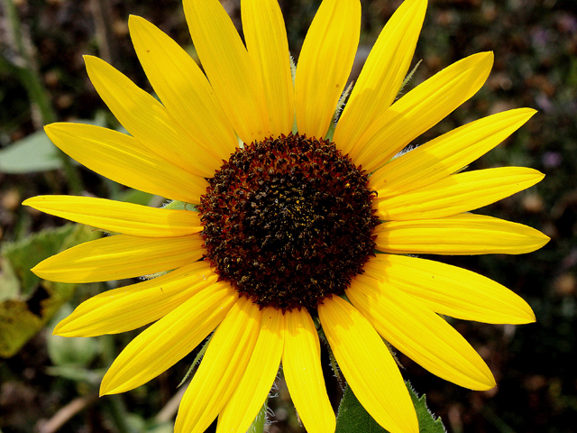 Helianthus annuus (Common sunflower) #31474
