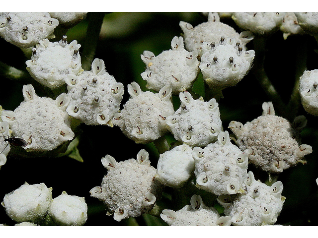 Parthenium integrifolium (Wild quinine) #31475