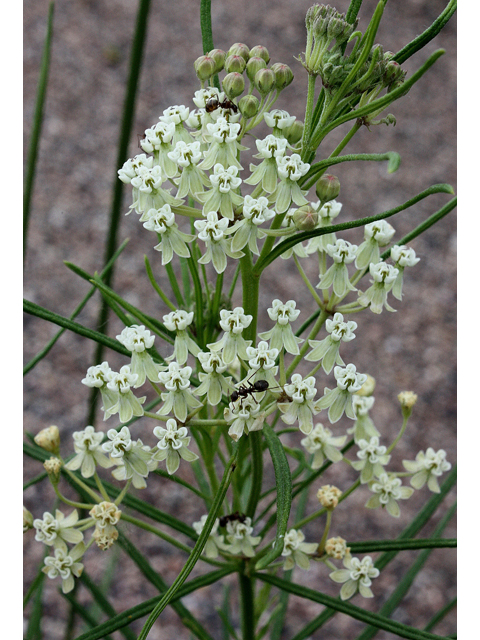 Asclepias verticillata (Whorled milkweed) #31487
