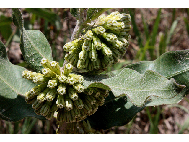 Asclepias viridiflora (Green comet milkweed) #31505